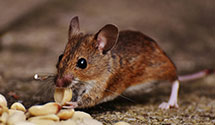 24 Hour & Emergency Exterminators in Erly, PA